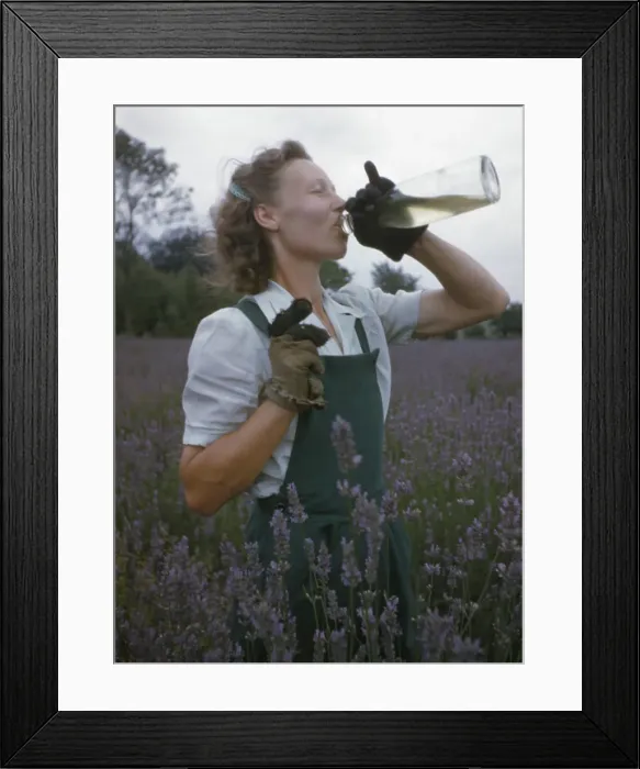 Framed Print : Lavender Picking Framed Print : Lavender Picking