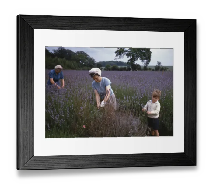 Framed Print : Lavender Picking Framed Print : Lavender Picking