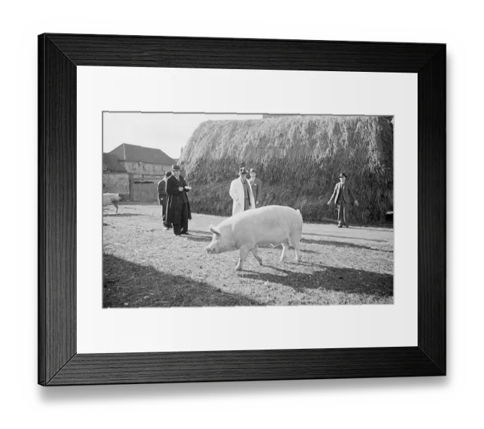 Framed Print : Looking At Pig Framed Print : Looking At Pig