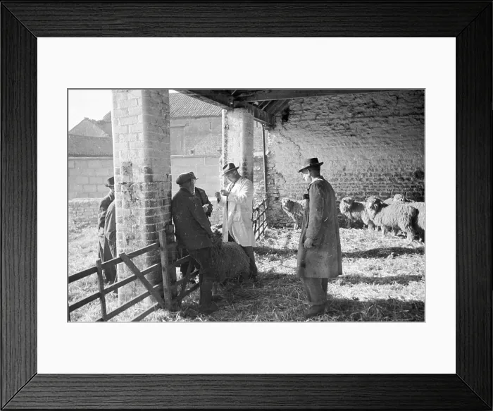 Framed Print : Looking At Wool Framed Print : Looking At Wool