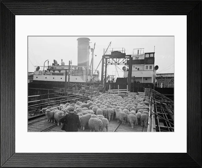 Framed Print : Sheep On Gangway Framed Print : Sheep On Gangway