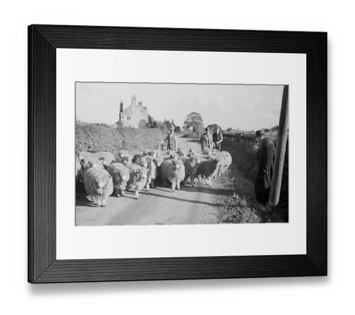 Framed Print : Sheep In Lane Framed Print : Sheep In Lane