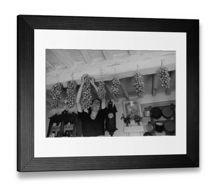 Framed Print : Hanging Tomatoes Framed Print : Hanging Tomatoes