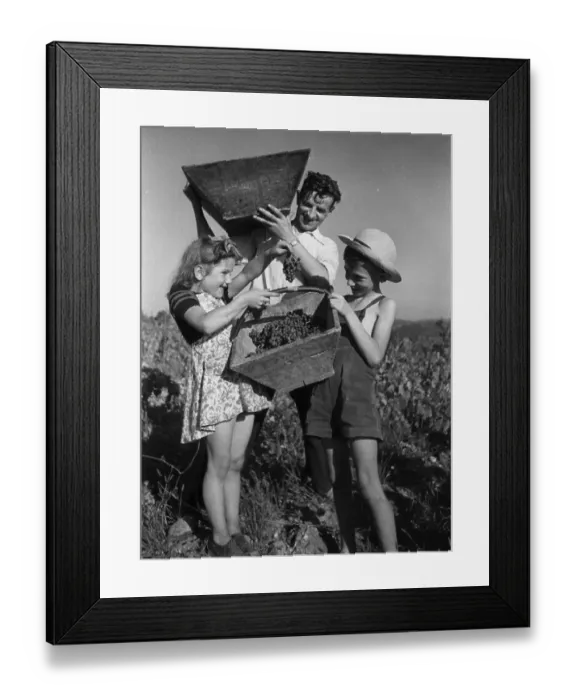 Framed Print : Family Grapes Framed Print : Family Grapes