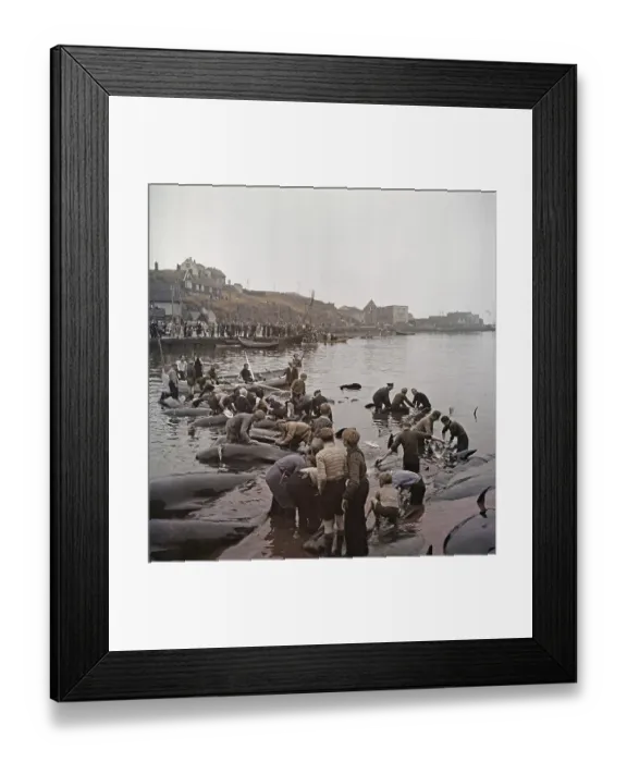 Framed Print : Inspecting Whales Framed Print : Inspecting Whales