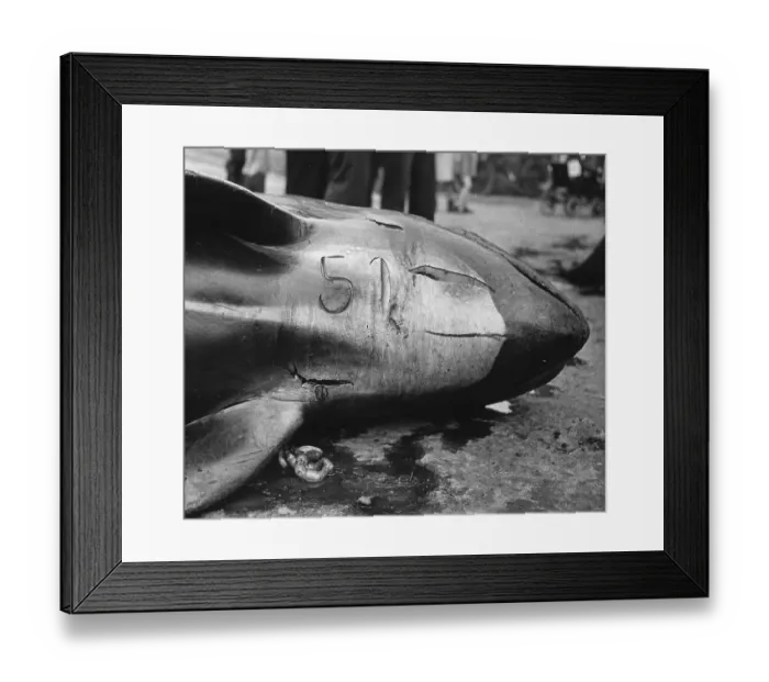 Framed Print : Dead Whale Framed Print : Dead Whale