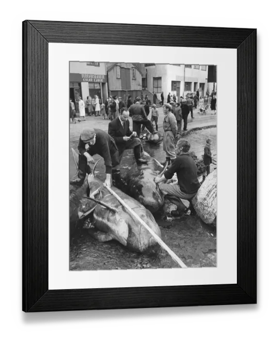 Framed Print : Measuring Whales Framed Print : Measuring Whales
