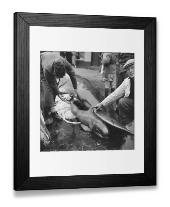 Framed Print : Newborn Whale Framed Print : Newborn Whale