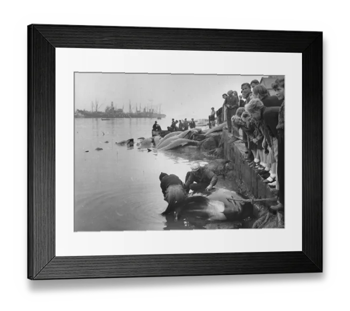 Framed Print : Inspecting Whales Framed Print : Inspecting Whales