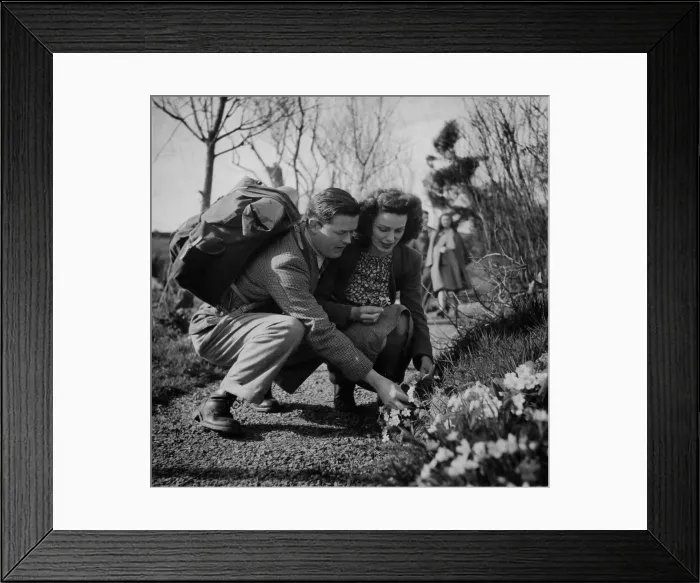 Framed Print : Picking Primroses Framed Print : Picking Primroses