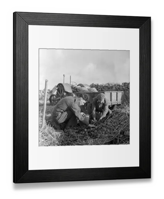 Framed Print : Potato Harvest Framed Print : Potato Harvest