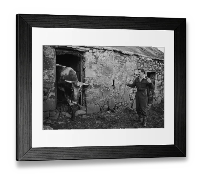 Framed Print : Alan's Bull Framed Print : Alan's Bull