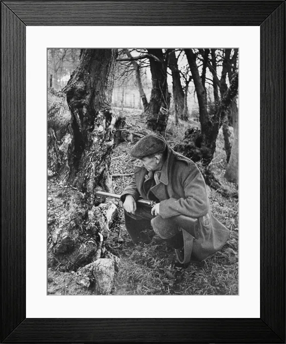 Framed Print : Ferreting. 8th February 1947: Charlie waiting for his ferret to drive a rabbit out Framed Print : Ferreting. 8th February 1947: Charlie waiting for his ferret to drive a rabbit out
