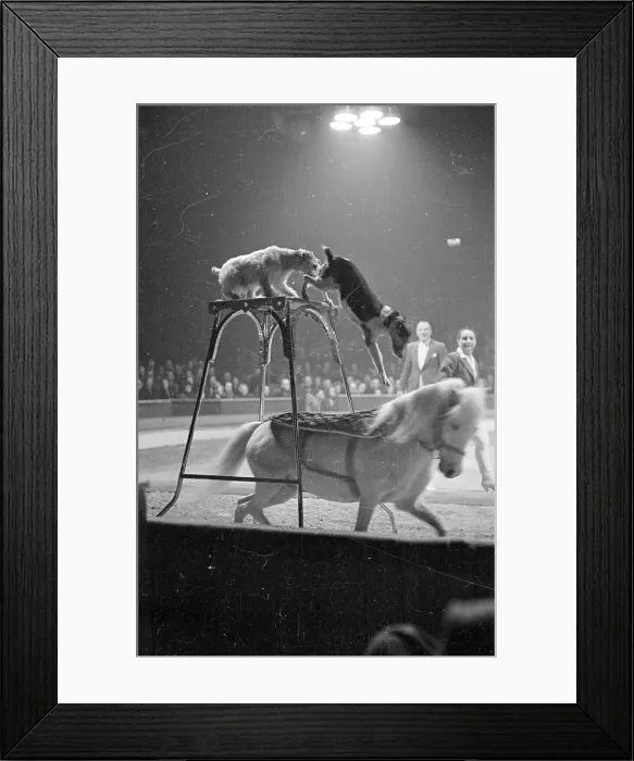 Framed Print : Circus Animals Framed Print : Circus Animals