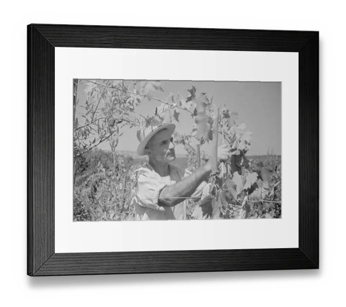 Framed Print : Italian Vine Framed Print : Italian Vine