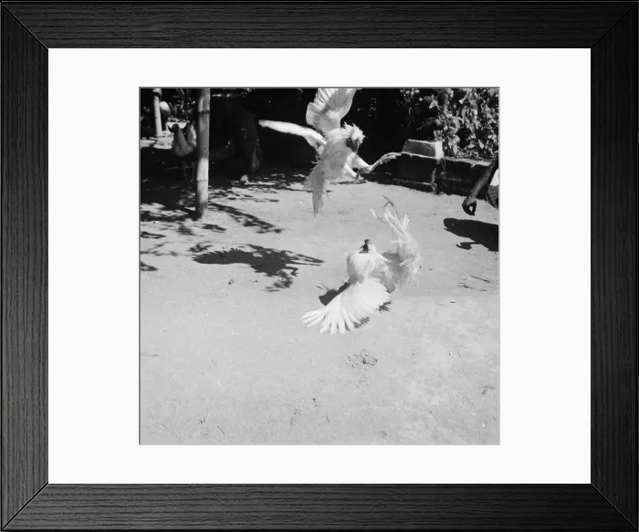 Framed Print : Cockfighting