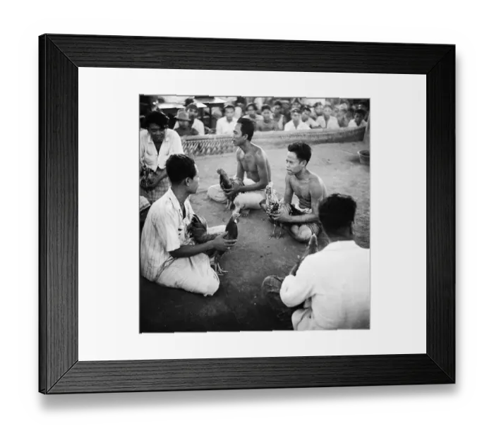 Framed Print : Cockfight Competitors