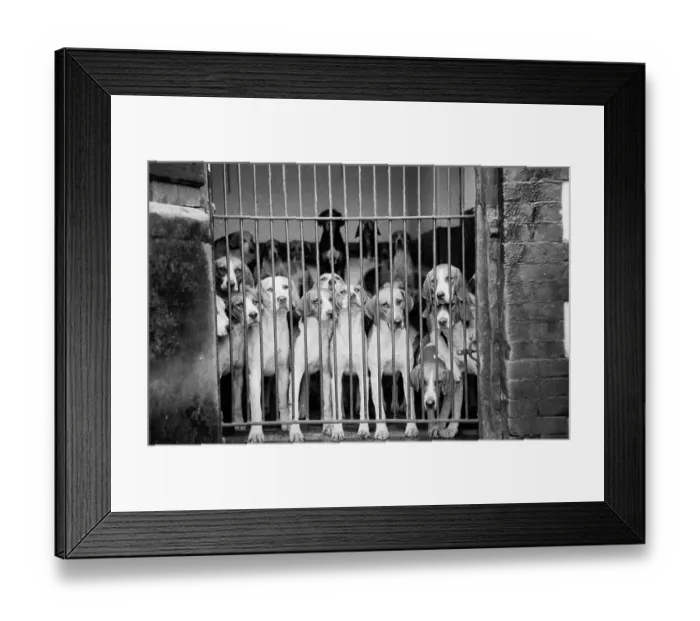 Framed Print : Hunting Dogs Framed Print : Hunting Dogs