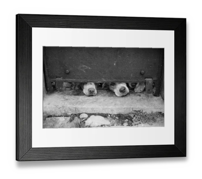 Framed Print : A Hound's Nose Framed Print : A Hound's Nose