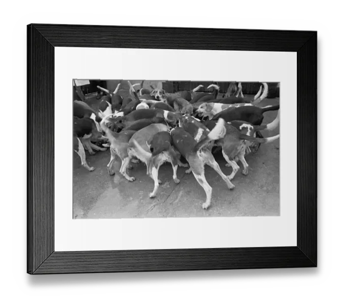 Framed Print : Dog Pack. 7th December 1946: The pack of hunting dogs of the Galway Blazers hunt Framed Print : Dog Pack. 7th December 1946: The pack of hunting dogs of the Galway Blazers hunt
