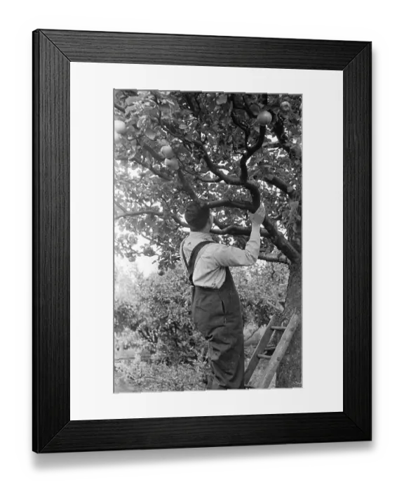 Framed Print : Patient. 23rd November 1946: Patient working in the orchard Original Publication Framed Print : Patient. 23rd November 1946: Patient working in the orchard Original Publication