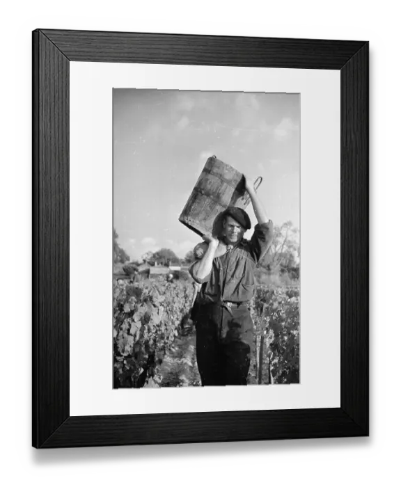 Framed Print : Grape Carrier Framed Print : Grape Carrier