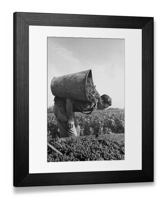 Framed Print : Pouring Grapes Framed Print : Pouring Grapes