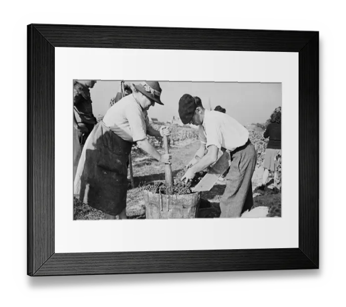 Framed Print : Bordeaux Vineyard Framed Print : Bordeaux Vineyard
