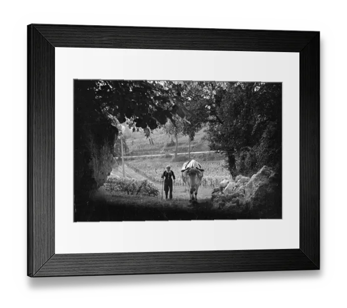 Framed Print : Bordeaux. 19th October 1946: A French vineyard worker Framed Print : Bordeaux. 19th October 1946: A French vineyard worker