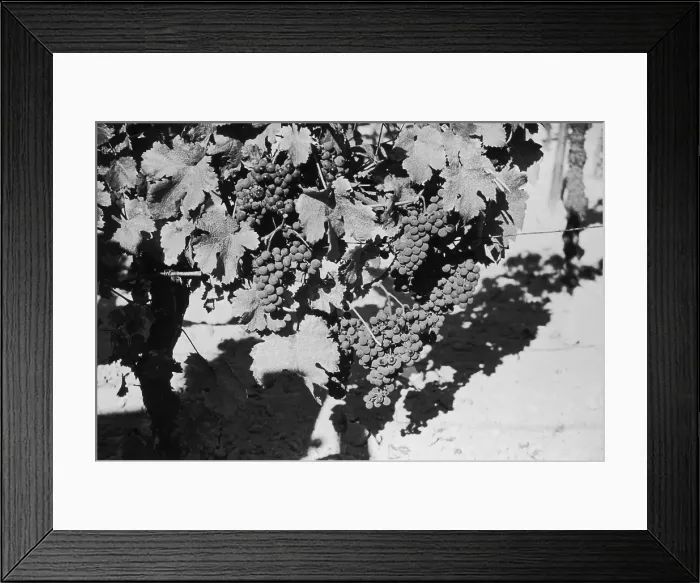 Framed Print : Grapevine. 19th October 1946: Grapes growing in a Bordeaux vineyard Framed Print : Grapevine. 19th October 1946: Grapes growing in a Bordeaux vineyard
