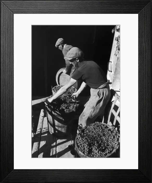 Framed Print : Bordeaux Harvest Framed Print : Bordeaux Harvest