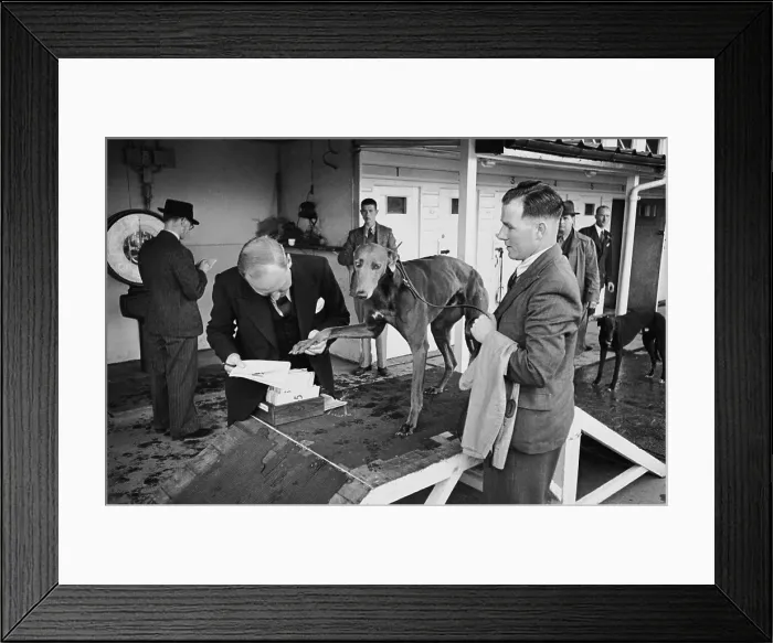 Framed Print : Paw Check. The racing manager checks the identity of Quare Times