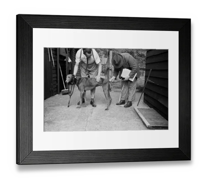 Framed Print : Dog's Tail Framed Print : Dog's Tail