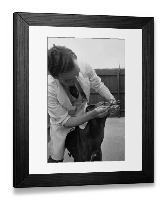 Framed Print : Canine Teeth Framed Print : Canine Teeth