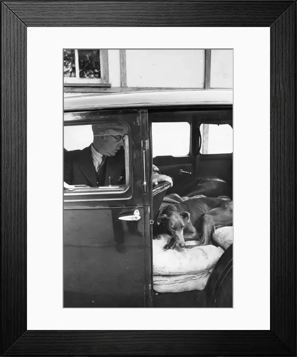 Framed Print : Dog In Car Framed Print : Dog In Car