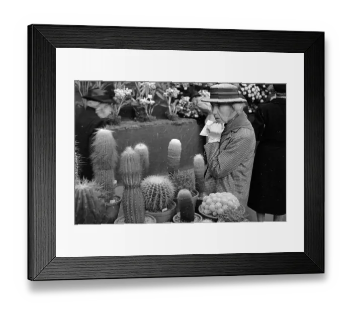 Framed Print : Cacti. 28th September 1946: A woman looking at cacti during a Royal Horticultural Framed Print : Cacti. 28th September 1946: A woman looking at cacti during a Royal Horticultural