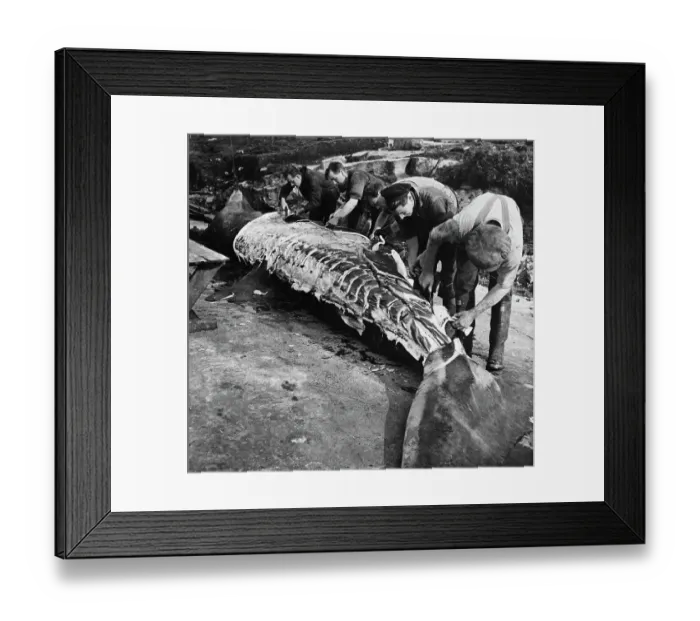 Framed Print : Shark Skinning Framed Print : Shark Skinning