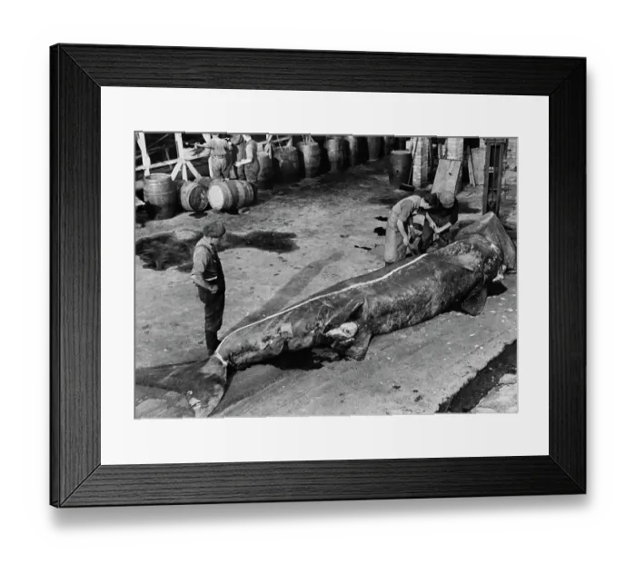Framed Print : Shark Skinning