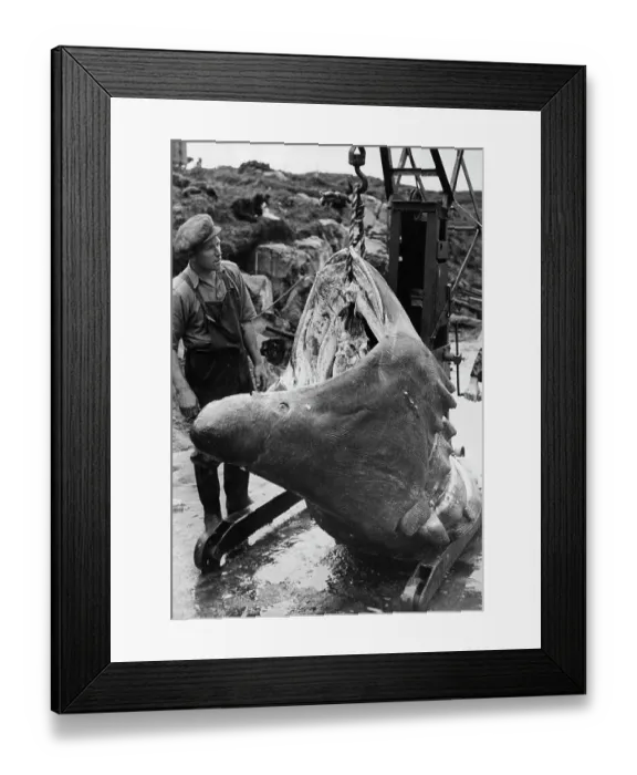Framed Print : Shark Catch Framed Print : Shark Catch