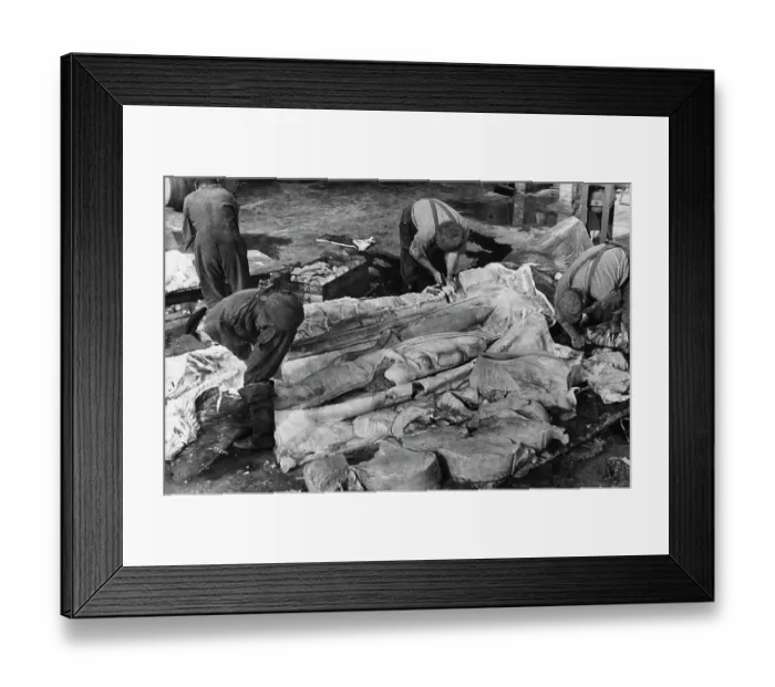 Framed Print : Butchering A Shark Framed Print : Butchering A Shark
