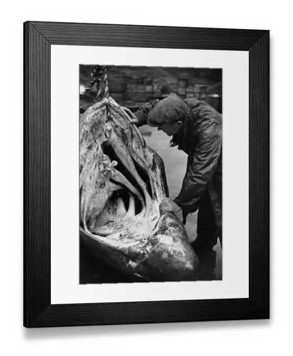 Framed Print : Shark Hunting Framed Print : Shark Hunting