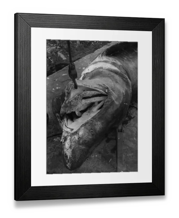 Framed Print : Basking Shark