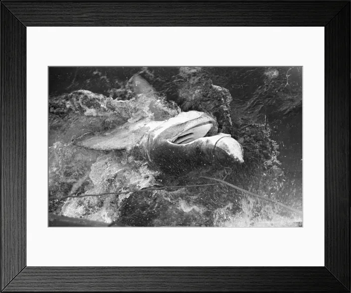 Framed Print : Snared Basking Shark Framed Print : Snared Basking Shark