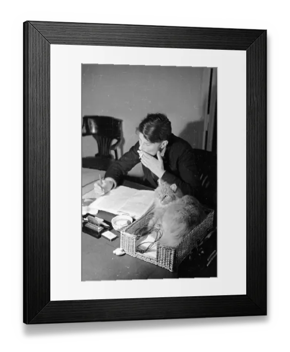 Framed Print : Office Cat Framed Print : Office Cat