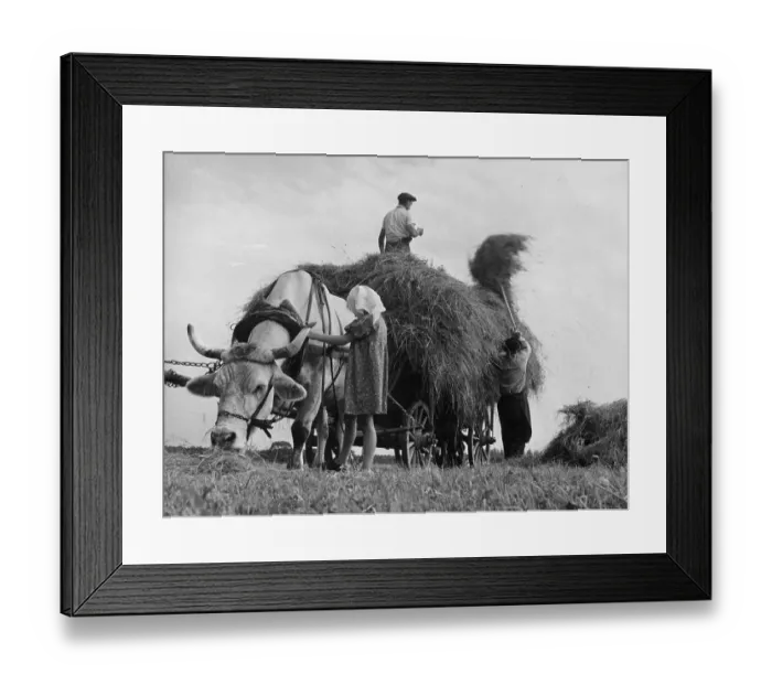 Framed Print : Hay Harvest Framed Print : Hay Harvest