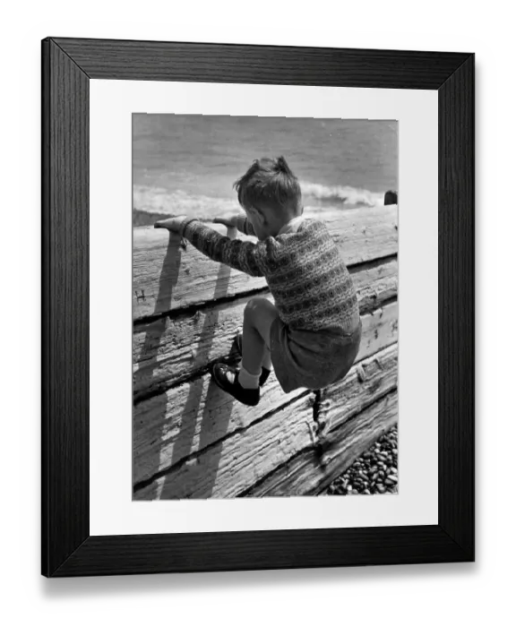 Framed Print : Climbing The Fence Framed Print : Climbing The Fence
