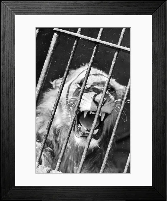 Framed Print : Lion Bars. 27th July 1946: One of the star performers at the Chipperfield Framed Print : Lion Bars. 27th July 1946: One of the star performers at the Chipperfield
