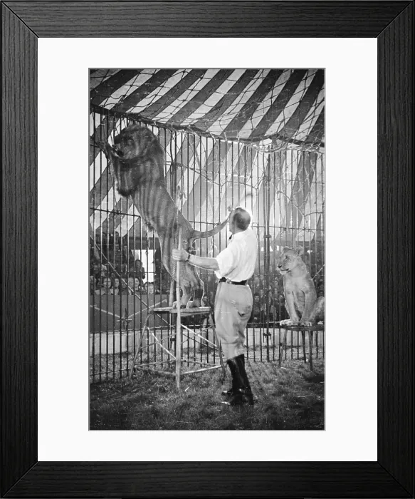 Framed Print : Man And Maneater Framed Print : Man And Maneater