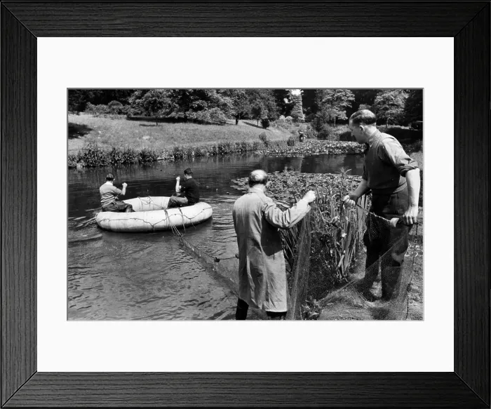 Framed Print : Goldfish Fishing Framed Print : Goldfish Fishing