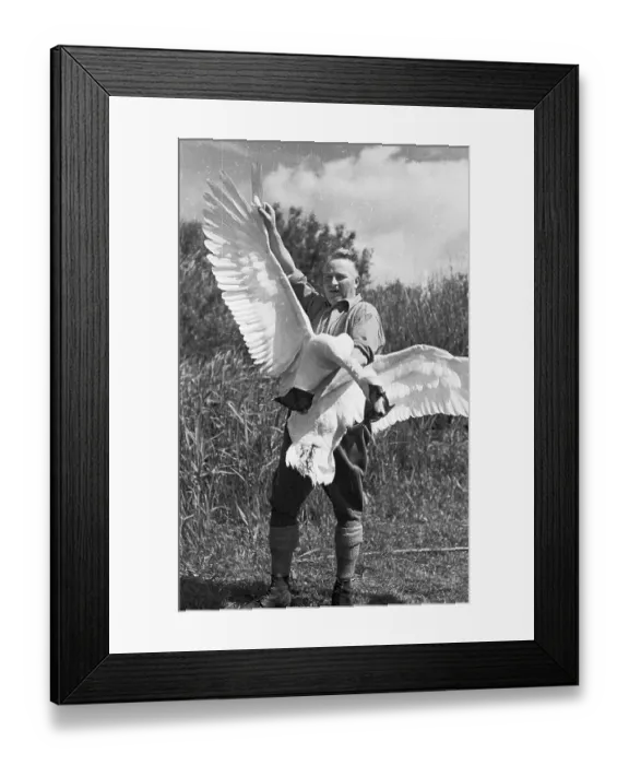Framed Print : Swanherd And Swan Framed Print : Swanherd And Swan